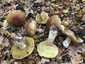 Ízletes vargánya (Boletus edulis), Somogy. Fehér, nem színeződő hús
